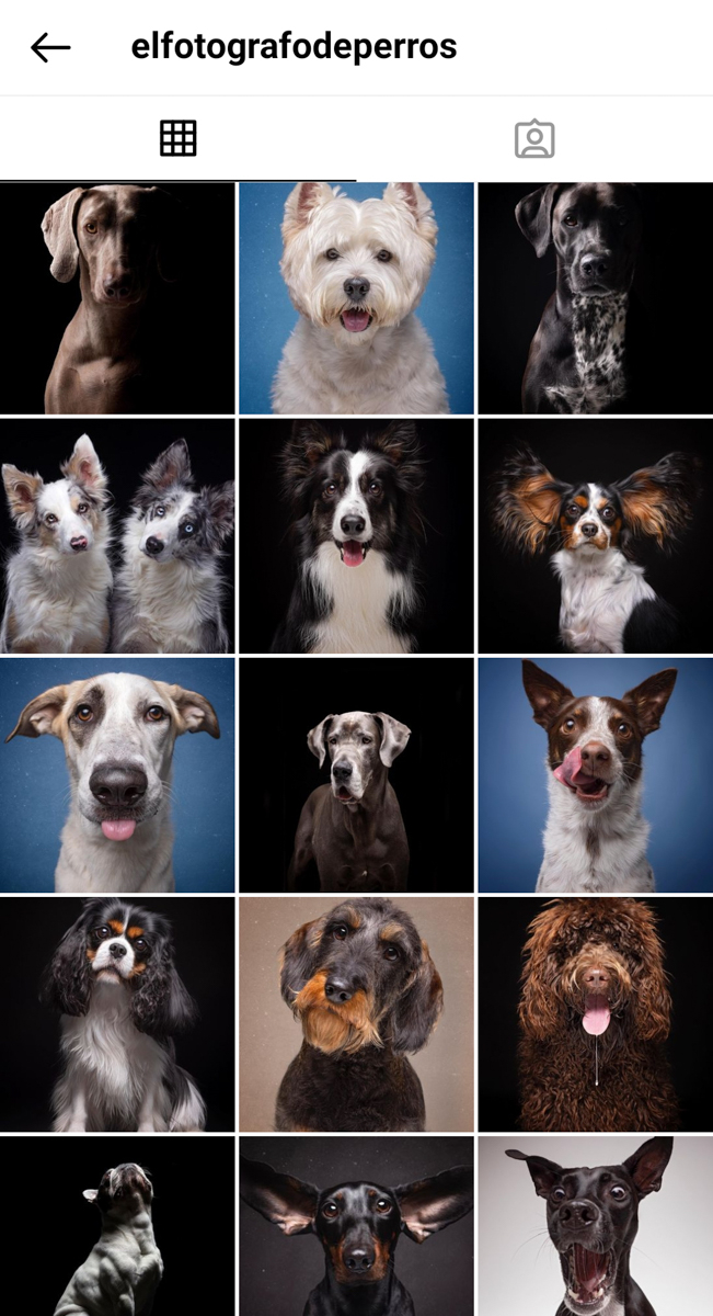 fotos perros razas