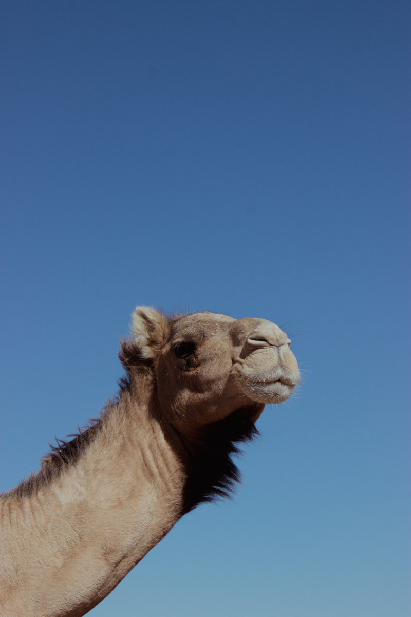 fotografia camello