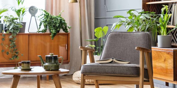 Plantas naturales para decorar todo el año