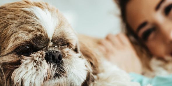Ideas de regalos personalizados con mascotas