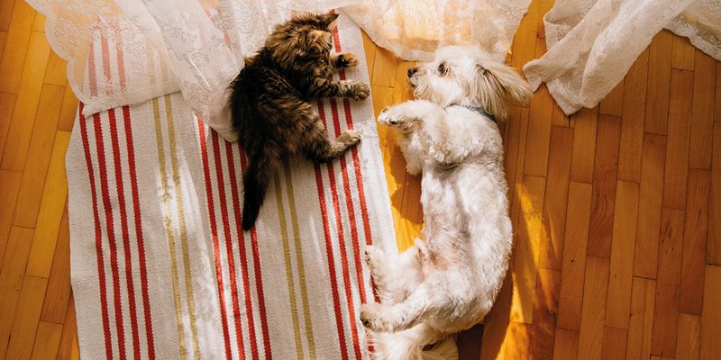 Guía de regalos para los amantes de las mascotas