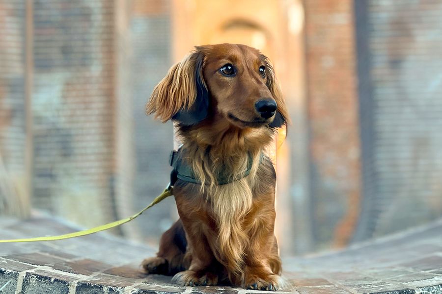 Percy, el perro de Daniel, especialista en Paid Search en Storio, ilustra el consejo de Hofmann de que todo buen retrato de un perro empieza con premios.