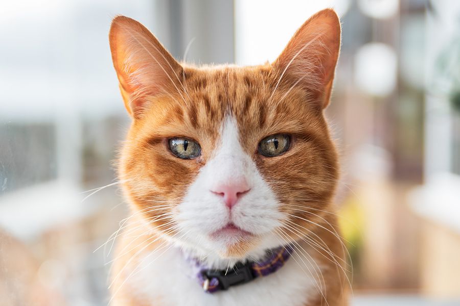 Un retrato en primer plano del rostro de un gato naranja ilustra el consejo de Wes Kristopher para Hofmann de agacharse y ponerse a la altura de los ojos para capturar más personalidad en las sesiones de fotos con mascotas.