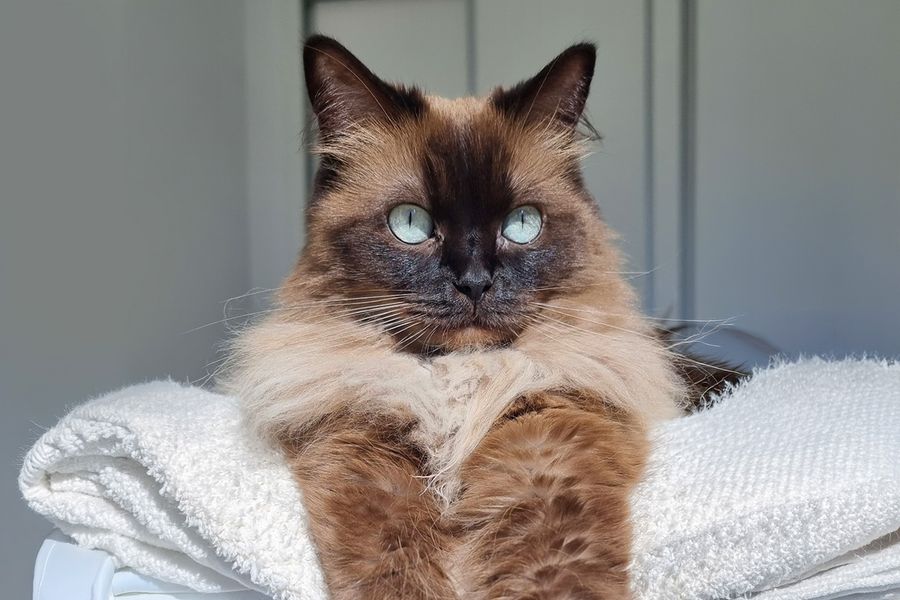 Un gato marrón muy peludo con brillantes ojos azules, propiedad de Ivo, ilustra los consejos de Hofmann sobre el uso de la luz natural para conseguir las mejores fotos de mascotas.
