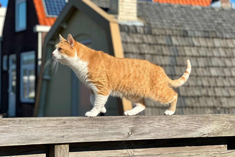 Kacchan, el gato naranja, ilustra el consejo de Ran para Hofmann de seguir la luz del sol para conseguir la mejor gradación de color natural en fotos bonitas de gatos.