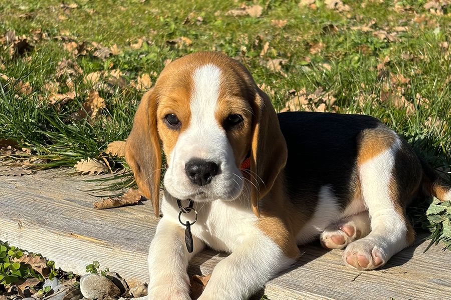 Patch, el cachorro, ilustra el consejo de Camille para Hofmann de usar el modo Live durante las sesiones de fotos con cachorros, para poder elegir después la mejor imagen.