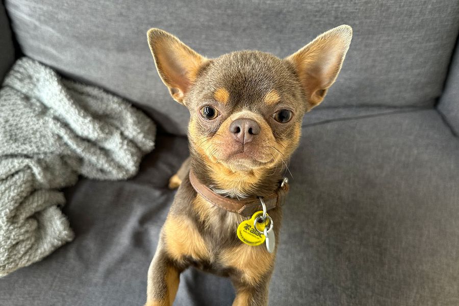 Giorgio, el chihuahua, mira directamente a la cámara, ilustrando el consejo de Maia para Hofmann de hacer sonidos agudos para captar la atención del perro y conseguir la foto perfecta.