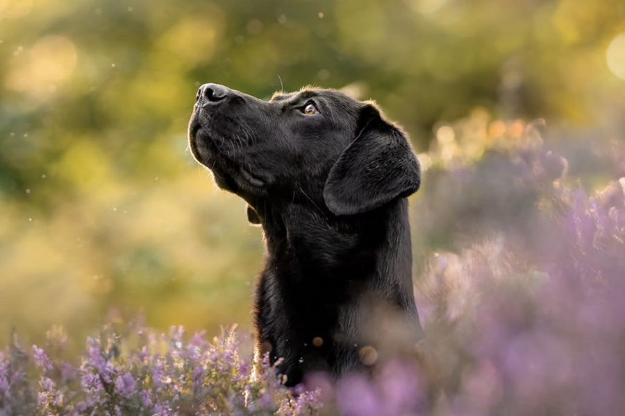 Un labrador negro se encuentra en un campo de lavanda, ilustrando el consejo de Holly Dwyer para Hofmann sobre cómo capturar una conexión genuina en las sesiones de fotos familiares con mascotas.