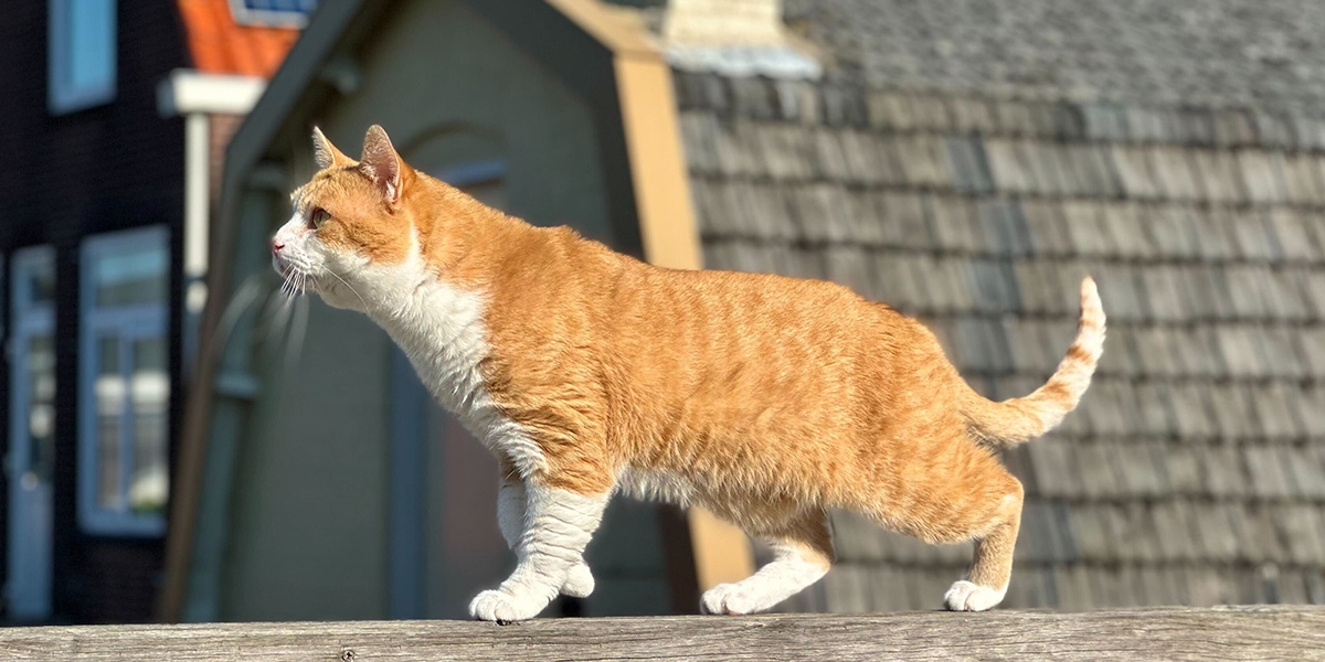 Un gato naranja ilustra la guía experta de Hofmann para hacer mejores fotos a tu mascota, con consejos para sesiones de fotos de gatos y perros.