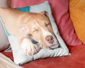 Un cojín personalizado con la foto de un perro de Hofmann, como inspiración para un regalo personalizado rápido en 15 minutos y un regalo original con foto.