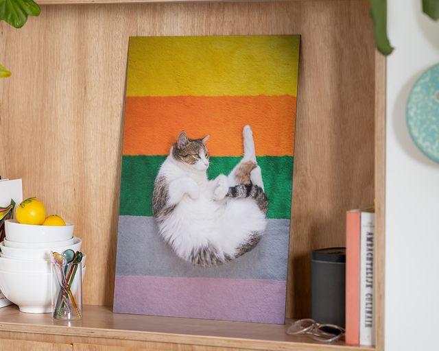 Foto en aluminio de un gato sobre alfombra arco iris.